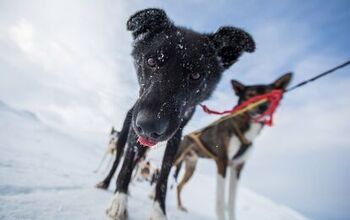 4 Dog Mushing Mistakes That Make You Look Like a Noob