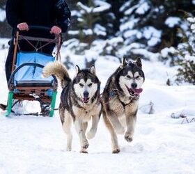 4 dog mushing mistakes that make you look like a noob