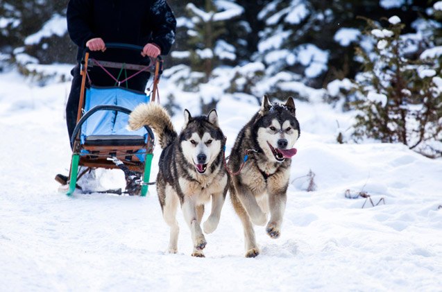 4 dog mushing mistakes that make you look like a noob