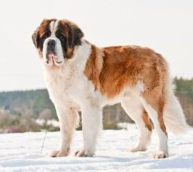 top 10 giant dog breeds