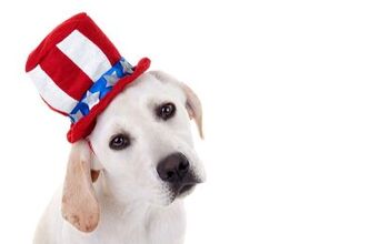 7 Presidential Pets That Can Count On Our Vote