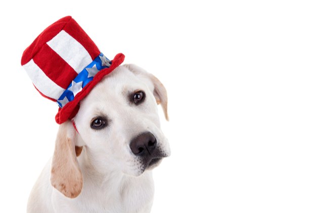 7 presidential pets that can count on our vote