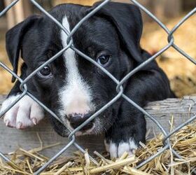 British Government Wants to Crack Down on Puppy Mill Breeders