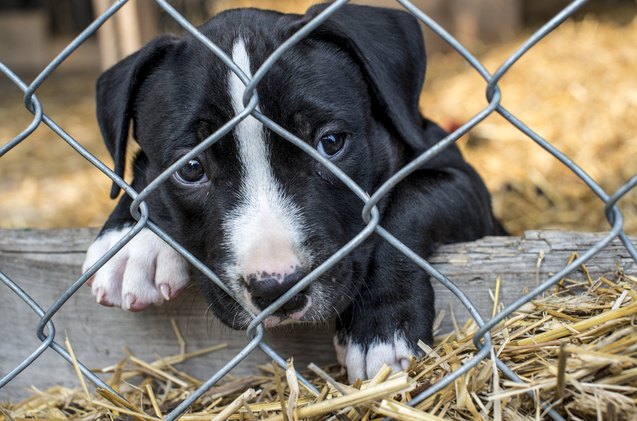 british government wants to crack down on puppy mill breeders