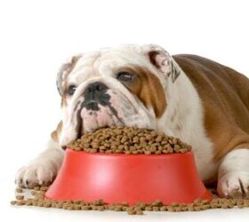 FDA Issues Recalls For Several Raw Pet Food Companies