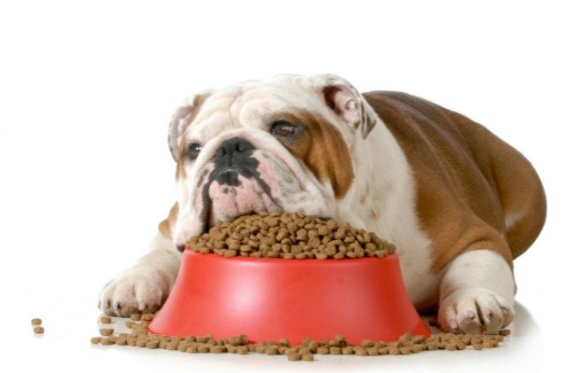 fda issues recalls for several raw pet food companies