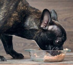 j m smucker pet food recall for euthanasia drug includes gravy train kibbles n