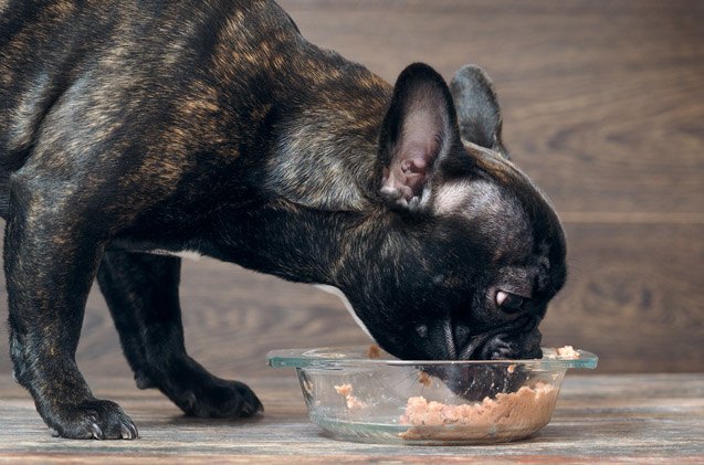 j m smucker pet food recall for euthanasia drug includes gravy train