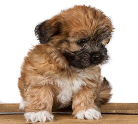 Cava Tzu Dog Breed Health, Temperament, Grooming, Feeding and Puppies PetGuide | PetGuide