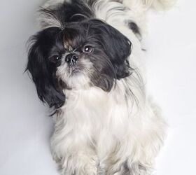 Boston terrier and shih tzu sale puppy