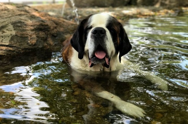 award winning luxury doggie pools make a huge splash at dog shelter