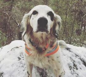 English Setter Sacrifices His Life to Save Dad From Deadly Bear Attack