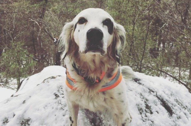 english setter sacrifices his life to save dad from deadly bear attack