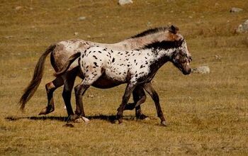 Altai Horse