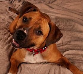 Adoptable Dog of the Week-Buttercup