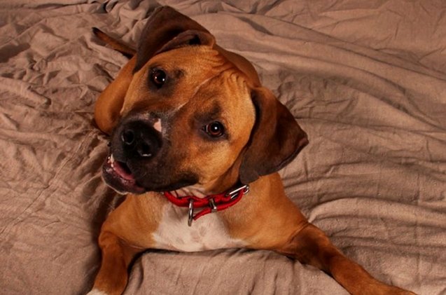 adoptable dog of the week buttercup