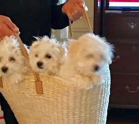 Barbra Streisand Shares New Cloned Dogs With World