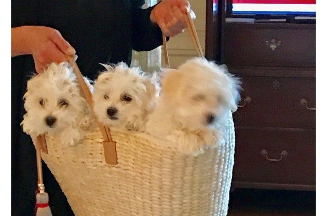 barbra streisand shares new cloned dogs with world