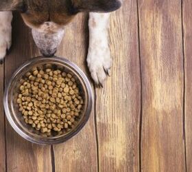 More Dog Food Recalls Due To Listeria and Salmonella