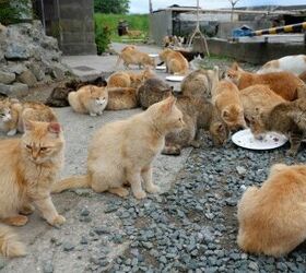 Japanese Officials Look Into Spay and Neuter Options for Island Overru