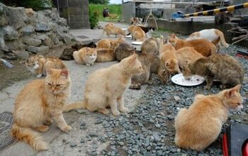 Japanese Officials Look Into Spay and Neuter Options for Island Overru