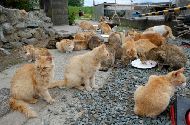 japanese officials look into spay and neuter options for island overrun with cats
