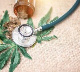 California Vets Want to Prescribe Medical Marijuana to Pets