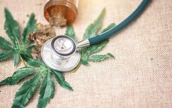 California Vets Want to Prescribe Medical Marijuana to Pets
