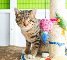 3 Amazing Reasons to Adopt a Special Needs Kitten or Cat