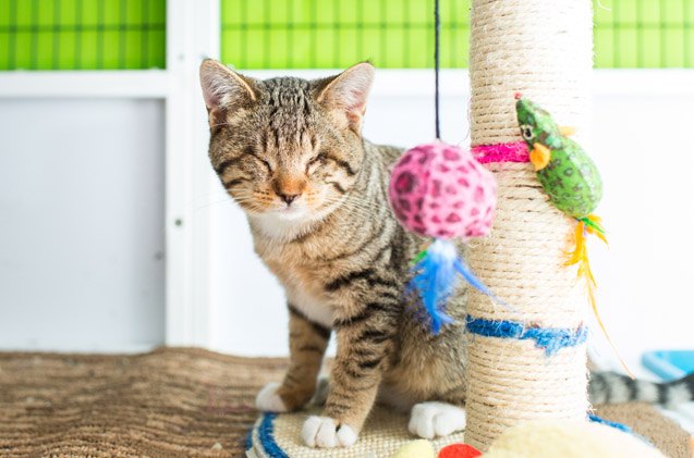 3 amazing reasons to adopt a special needs kitten or cat