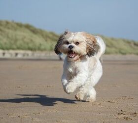 Cocker spaniel shih store tzu for sale