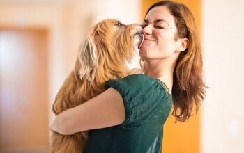 Like Owner, Like Dog: Study Proves Dogs Pick Up Our Behavior