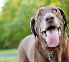 dogs panting why does your pooch do it