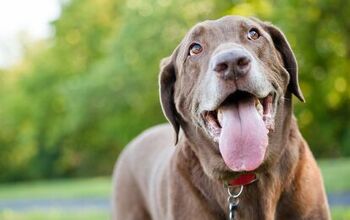 Dogs Panting: Why Does Your Pooch Do It?