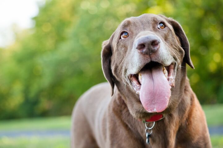 dogs panting why does your pooch do it
