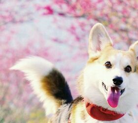 national cherry blossom festival welcomes four legged citizens