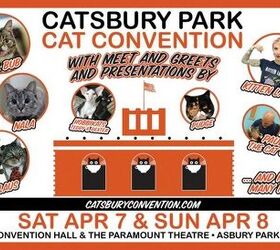 NY Cat Convention Promises to Wow Kitty Pawrents