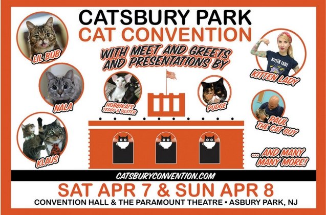 ny cat convention promises to wow kitty pawrents