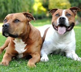 Top 10 Banned Dog Breeds Information And Pictures - PetGuide | PetGuide