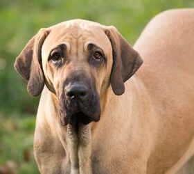 are pig ears bad for a dogue brasileiro