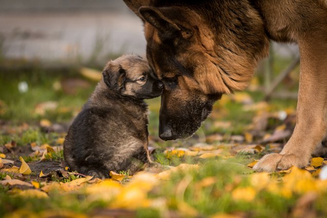 top 10 unfairly banned dog breeds