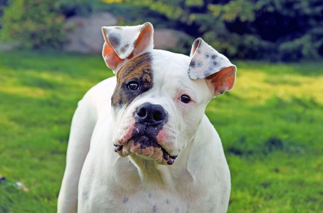 top 10 unfairly banned dog breeds