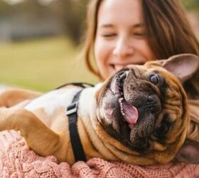 study dog speak improves bond between dogs and humans