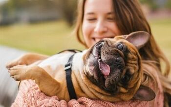 Study: Dog-Speak Improves Bond Between Dogs and Humans