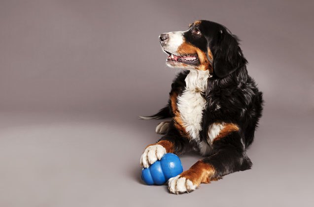5 ways food dispensing toys will enhance your dog s life