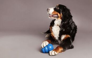 5 Ways Food-Dispensing Toys Will Enhance Your Dog’s Life