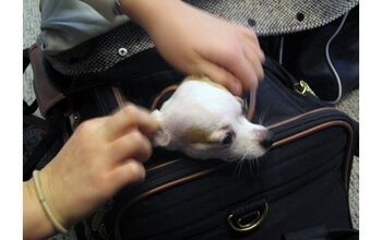 Dog Dies After United Flight Attendant Insists It Be Stowed In Overhea