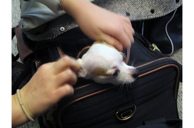 dog dies after united flight attendant insists it be stowed in overhea