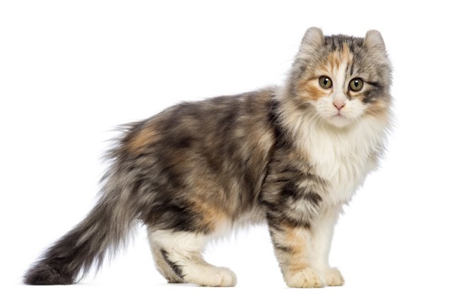 Kin Kalow Kinkalow Cat Breed Information and Pictures - PetGuide | PetGuide