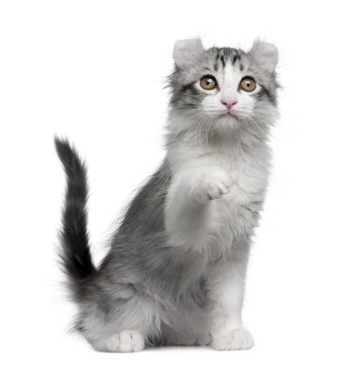 Kin Kalow Kinkalow Cat Breed Information and Pictures - PetGuide | PetGuide